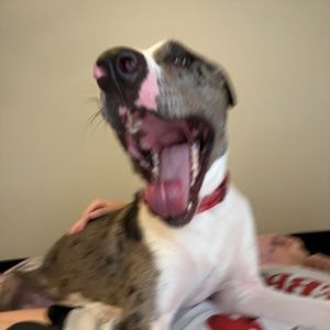 Meet your Posher, Juliet